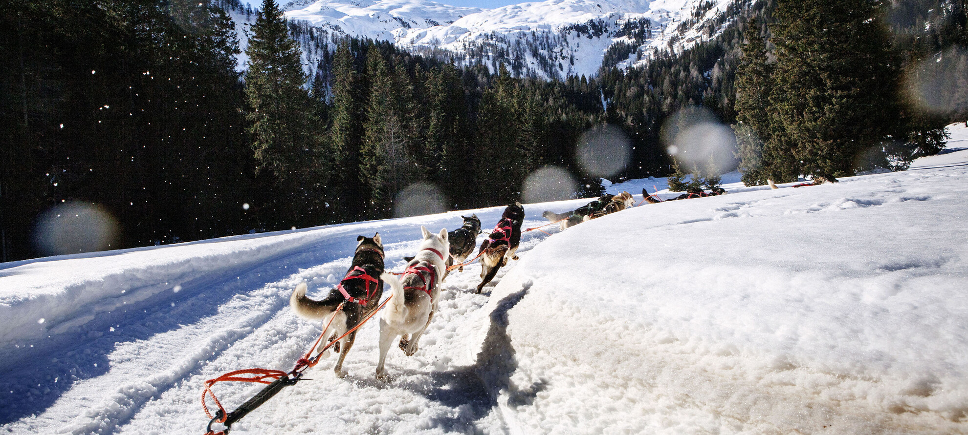 Madonna di Campiglio - sleddog