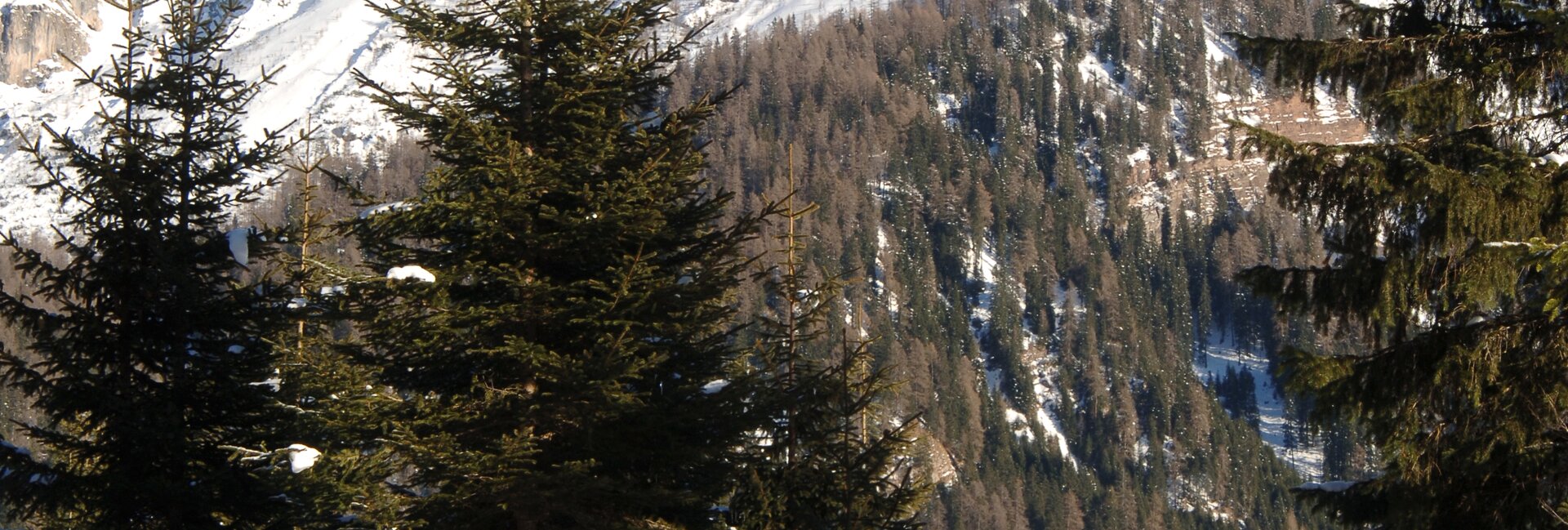 Cross-country skiing San Martino di Castrozza