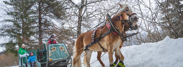 Cosa fare ad Andalo con i bambini | © Slitta con Cavalli - photo APT Paganella Dolomiti