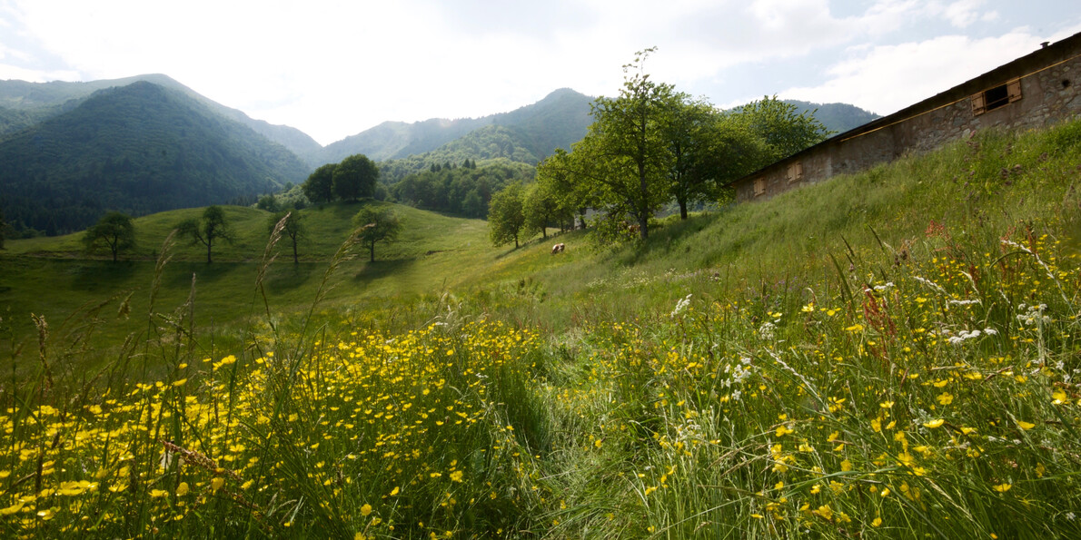 RR Alpi Ledrensi - Anna Sustersic - Malga Grassi | © RR Alpi Ledrensi - Anna Sustersic -Malga Grassi