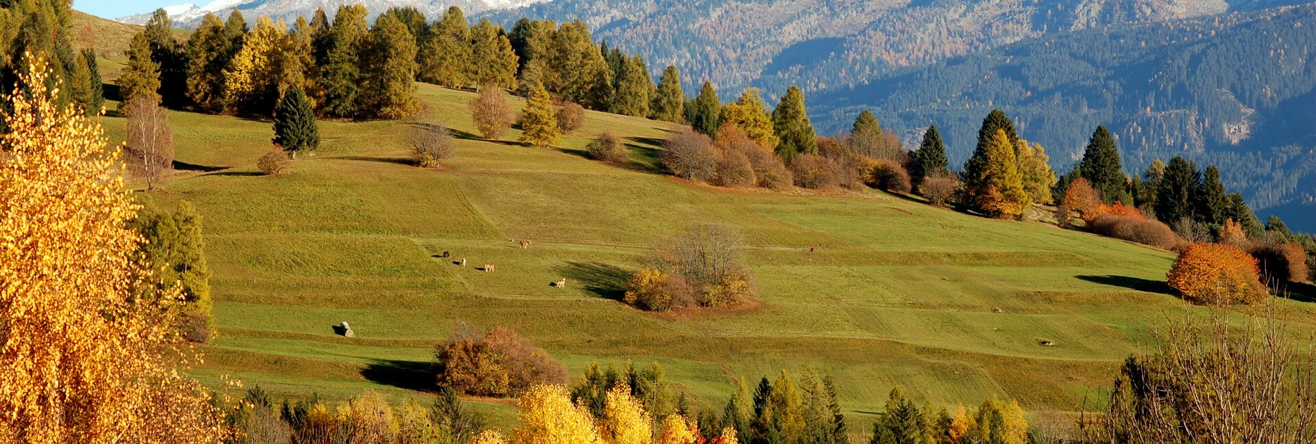 Network of Nature Reserves -  Val di Fiemme destra Avisio