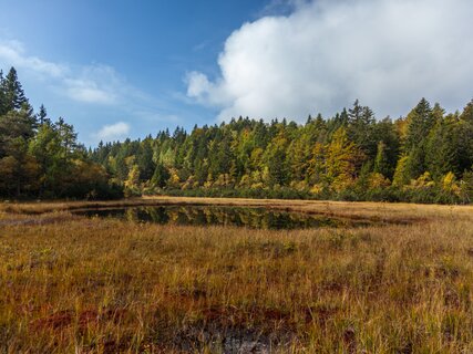 Network of Nature Reserves Cembra - Avisio | © Foto Archivio Rete di Riserve Cembra – Avisio