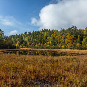 Network of Nature Reserves Cembra - Avisio | © Foto Archivio Rete di Riserve Cembra – Avisio