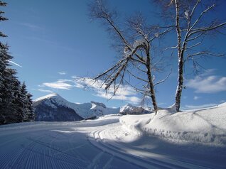 Centro Fondo Viote Monte Bondone - photo SuperNordicSkipass | © Centro Fondo Viote Monte Bondone - photo SuperNordicSkipass