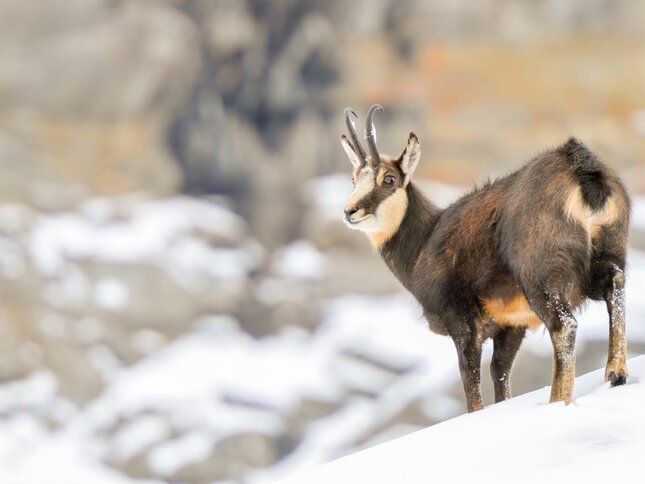 Parco_dello_Stelvio_Camoscio_295B2 | © Parco_dello_Stelvio_Camoscio_295B2