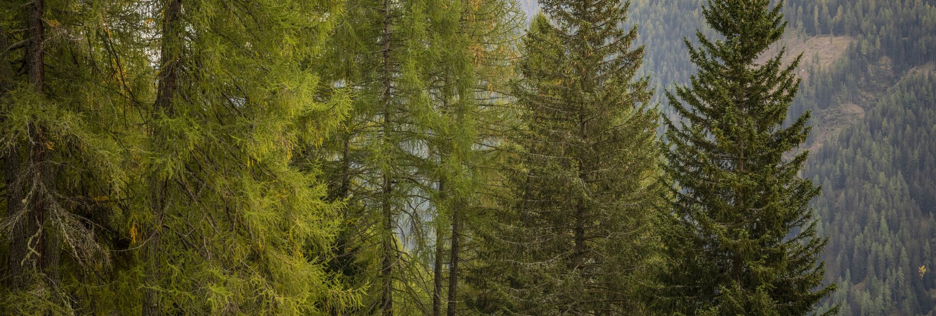 Val di Sole - Val di Rabbi - Località Pozzatine - Parco Sonoro Fruscio - | © Luca Rotondo