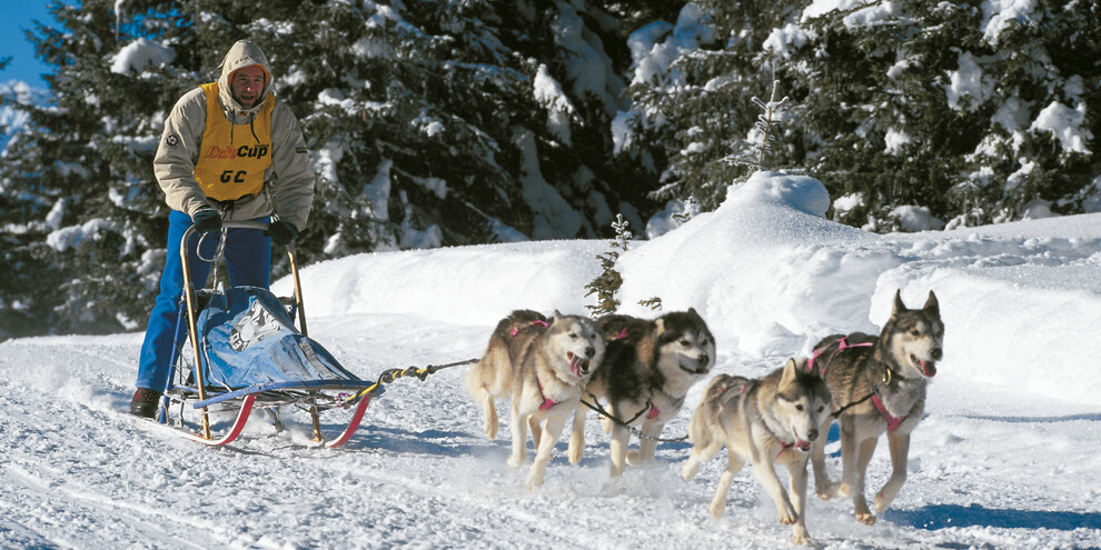 Trentino - sleddog