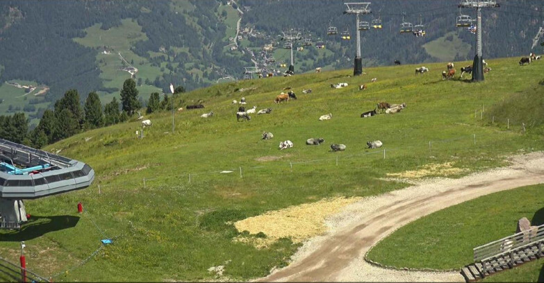 Webcam Alpe-Cermis - Seggiovia e pista Lagorai