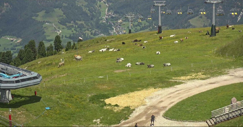 Webcam Alpe-Cermis - Seggiovia e pista Lagorai