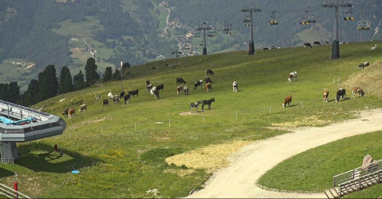 Webcam Alpe Cermis  - Chairlift and slope Lagorai