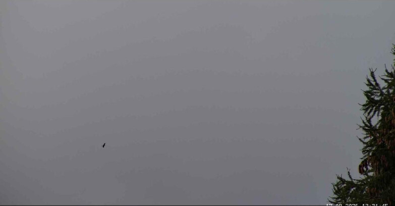 Webcam San Martino di Castrozza - Passo Rolle - Punta Ces 