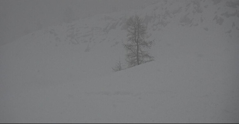 Webcam Сан-Мартино-ди-Кастроцца - Пассо-Ролле - Pista Tognola UNO