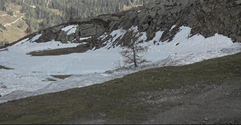 Webcam San Martino di Castrozza - Passo Rolle - Pista Tognola UNO