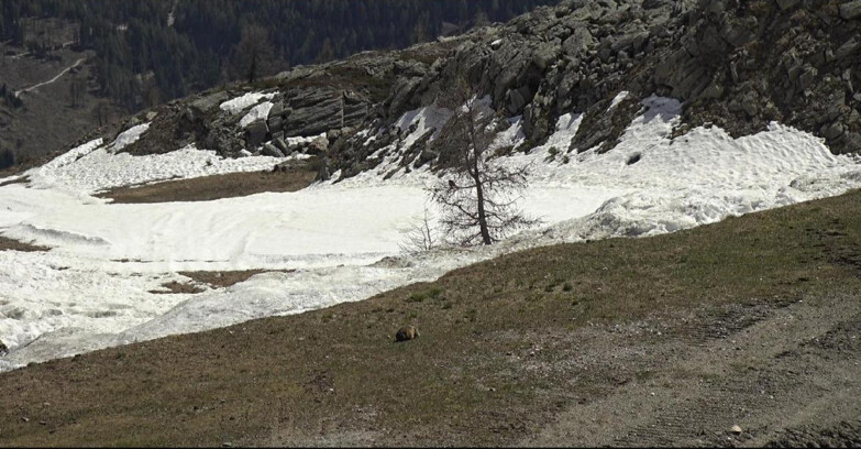 Webcam San Martino di Castrozza - Passo Rolle - Pista Tognola UNO