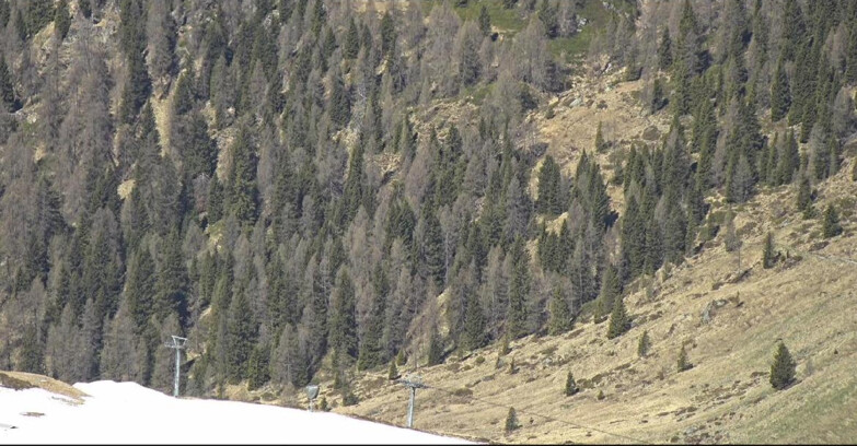 Webcam San Martino di Castrozza - Passo Rolle - Tognola - Piste Scandola
