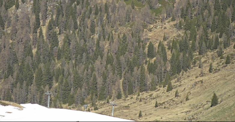 Webcam San Martino di Castrozza - Passo Rolle - Tognola - Piste Scandola