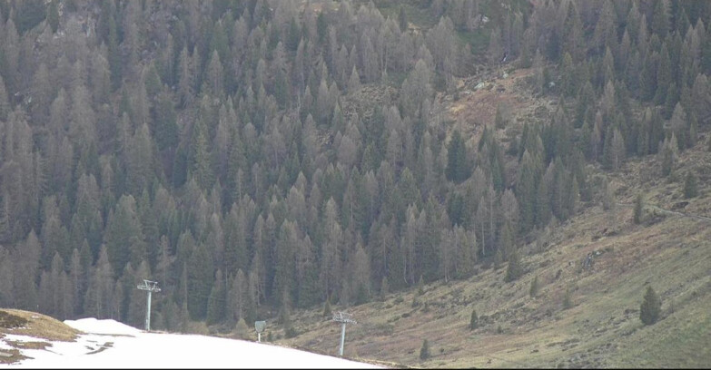 Webcam Сан-Мартино-ди-Кастроцца - Пассо-Ролле - Tognola - Piste Scandola