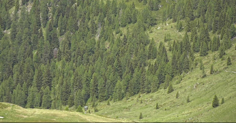 Webcam San Martino di Castrozza - Passo Rolle - Tognola - Pista Scandola