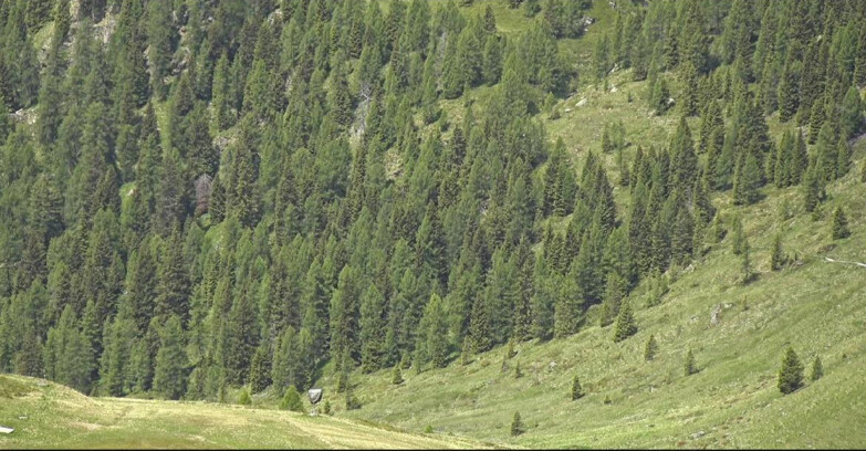 Webcam San Martino di Castrozza - Passo Rolle - Tognola - Pista Scandola