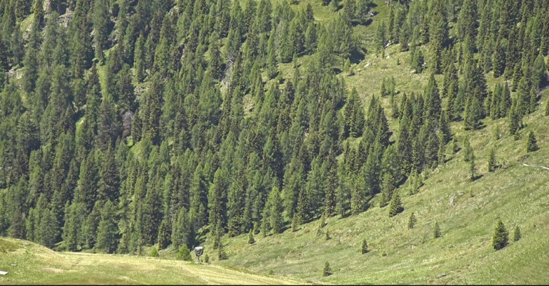 Webcam San Martino di Castrozza - Passo Rolle - Tognola - Pista Scandola