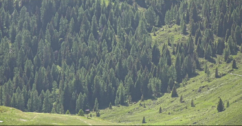Webcam San Martino di Castrozza - Passo Rolle - Tognola - Pista Scandola