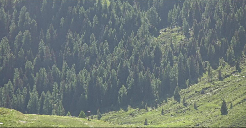 Webcam San Martino di Castrozza - Passo Rolle - Tognola - Pista Scandola