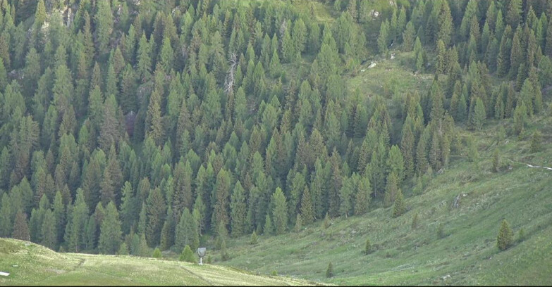 Webcam San Martino di Castrozza - Passo Rolle - Tognola - Pista Scandola