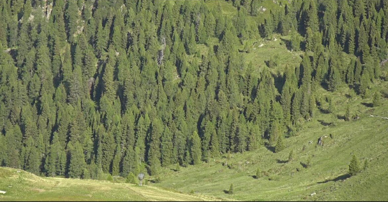 Webcam San Martino di Castrozza - Passo Rolle - Tognola - Pista Scandola