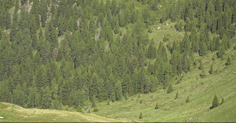 Webcam San Martino di Castrozza - Passo Rolle - Tognola - Pista Scandola
