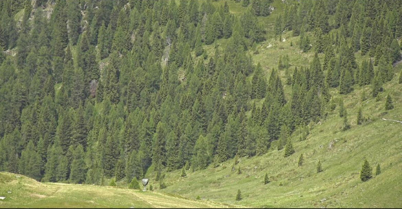 Webcam San Martino di Castrozza - Passo Rolle  - Tognola - Piste Scandola
