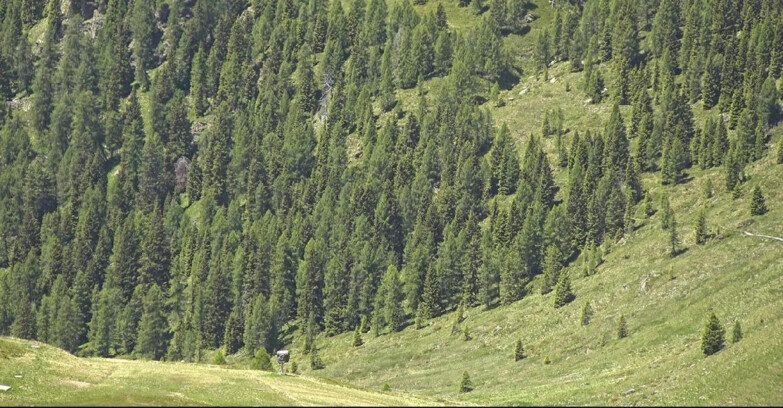 Webcam San Martino di Castrozza - Passo Rolle  - Tognola - Piste Scandola