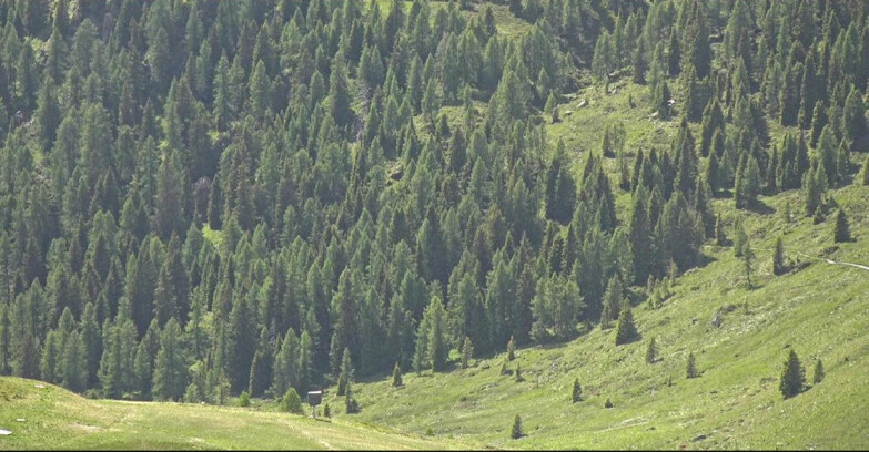 Webcam San Martino di Castrozza - Passo Rolle - Tognola - Piste Scandola