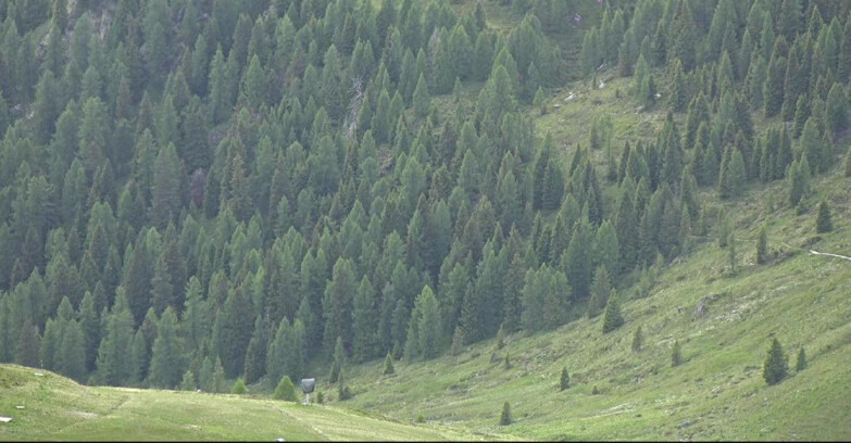 Webcam San Martino di Castrozza - Passo Rolle - Tognola - Piste Scandola