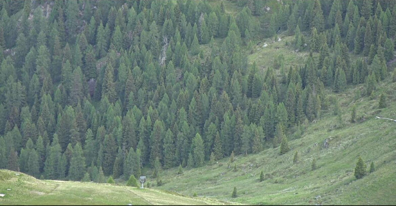 Webcam San Martino di Castrozza - Passo Rolle  - Tognola - Piste Scandola