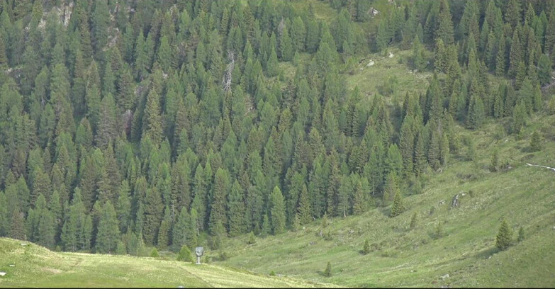 Webcam San Martino di Castrozza - Passo Rolle  - Tognola - Piste Scandola