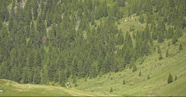 Webcam San Martino di Castrozza - Passo Rolle - Tognola - Piste Scandola