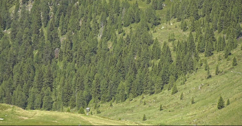 Webcam San Martino di Castrozza - Passo Rolle - Tognola - Piste Scandola
