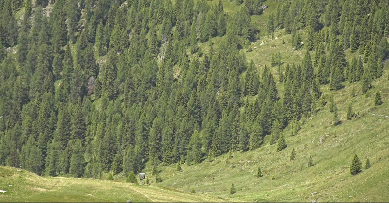 Webcam San Martino di Castrozza - Passo Rolle - Tognola - Piste Scandola