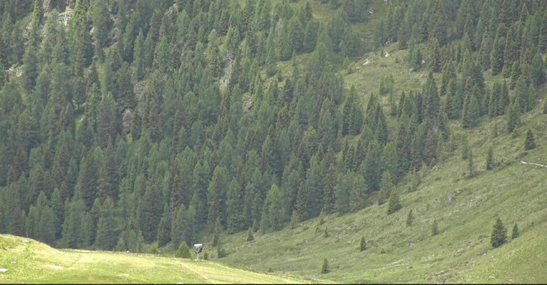 Webcam San Martino di Castrozza - Passo Rolle - Tognola - Pista Scandola