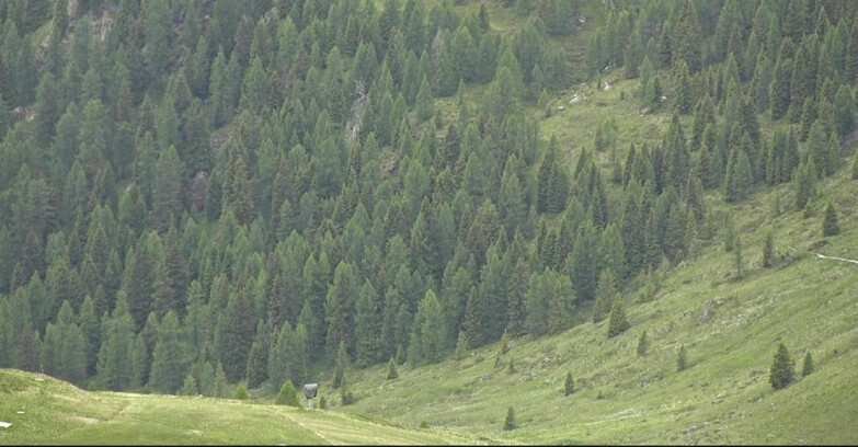 Webcam San Martino di Castrozza - Passo Rolle - Tognola - Pista Scandola
