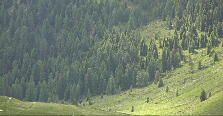 Webcam San Martino di Castrozza - Passo Rolle - Tognola - Pista Scandola