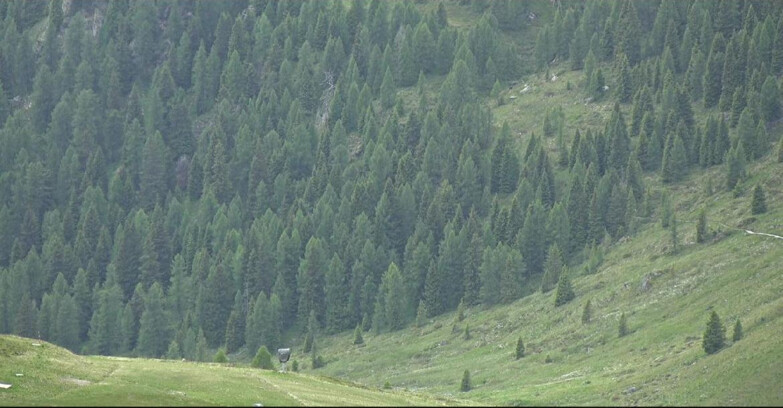 Webcam San Martino di Castrozza - Passo Rolle - Tognola - Piste Scandola