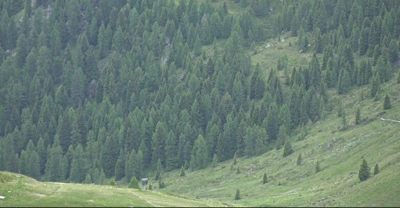 Webcam San Martino di Castrozza - Passo Rolle - Tognola - Piste Scandola
