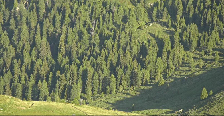 Webcam San Martino di Castrozza - Passo Rolle - Tognola - Piste Scandola