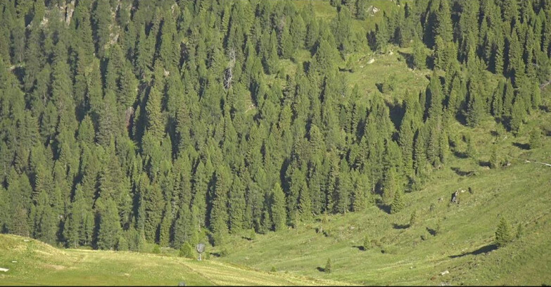 Webcam San Martino di Castrozza - Passo Rolle - Tognola - Piste Scandola