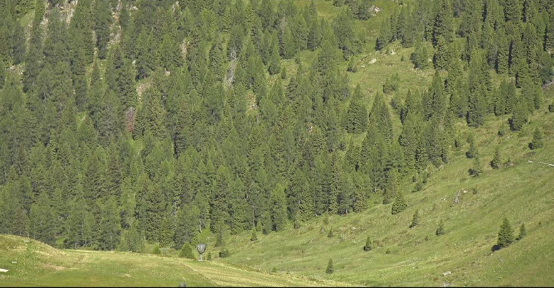 Webcam San Martino di Castrozza - Passo Rolle - Tognola - Piste Scandola