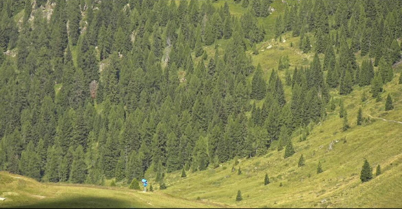 Webcam San Martino di Castrozza - Passo Rolle - Tognola - Pista Scandola