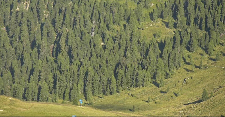 Webcam San Martino di Castrozza - Passo Rolle - Tognola - Pista Scandola