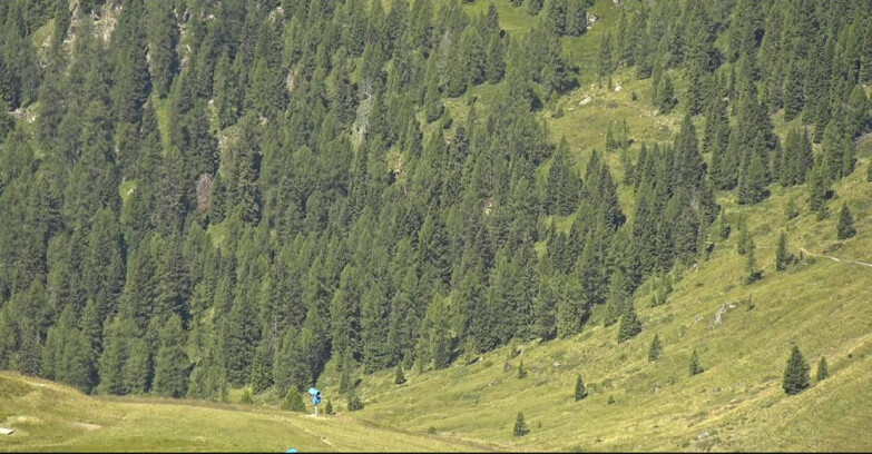 Webcam San Martino di Castrozza - Passo Rolle - Tognola - Piste Scandola
