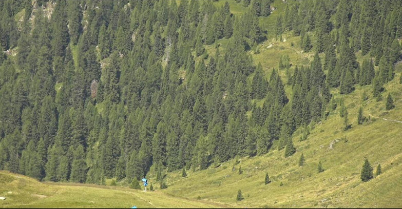 Webcam San Martino di Castrozza - Passo Rolle - Tognola - Piste Scandola